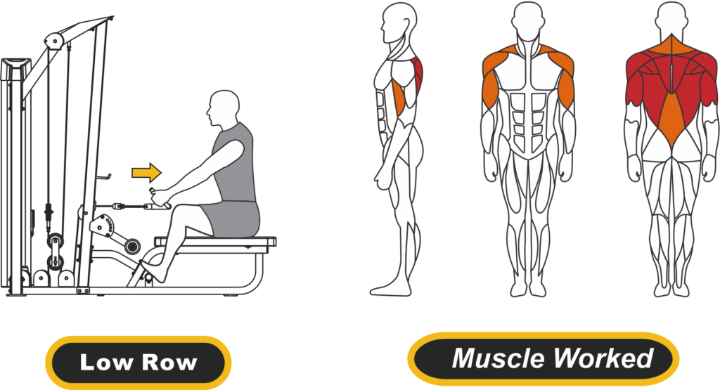 low row pulley muscle worked