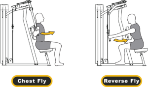 Peck Fly Rear Delt workouts