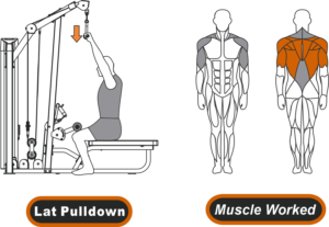 lat pulldown machine muscle worked